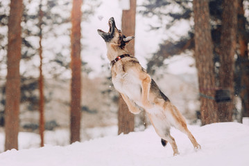 german shepherd dog jumps up outdoors in winter