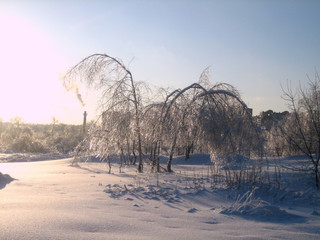 In winter, the city Park, trees and shrubs are buried in snow at sunset on a clear frosty day. The...