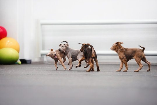 Litter Of Thai Ridgeback Puppies Playing Together Indoors