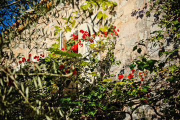 flowers at budva old town summer street in montenegro