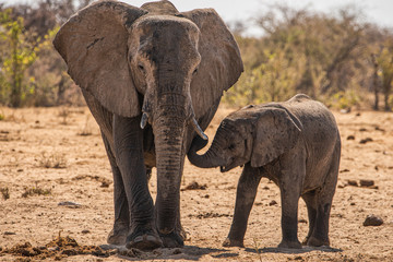Fototapeta na wymiar Loving Elephant mother and calf cuddling. A young elephant right next to an adult one. Elephant with baby. Tender moment between animals. mothers and little child. Parents love to son and daughter.