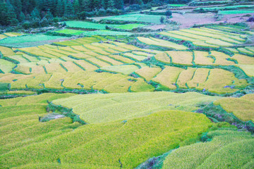 Reis Felder als Terasse, Terrassenfelder, Reisfelder im Himalaya, Königreich Bhutan im Hochgebirge, bei Paro, Reisen, Urlaub, Asien, Fernreise, Anbau, Landwirtschaft