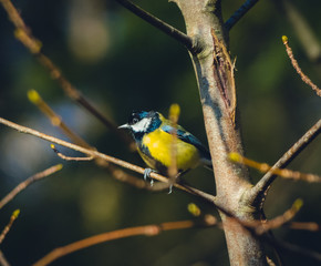 great blue tit