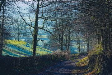 morning in the forest