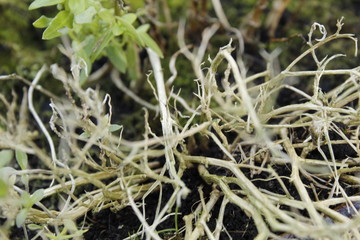 Dead mini branches, will reborn