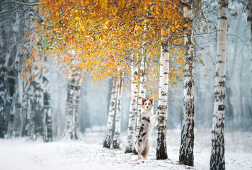 the dog stands and put its paws on a tree. border collie by birch in winter outdoors