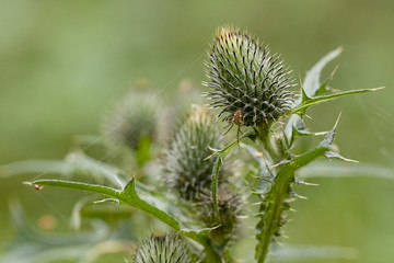 little spider sits on a thistle bud growing in a summer field
