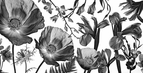 Fototapety  trzy maki, irysy i inne kwiaty na czarno na białym tle