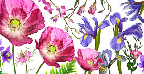 three poppies, irises and other flowers  on white background