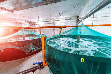 Shrimp farm. Fish hatchery pond. Shrimp breeding farm. Inside a shrimp farm