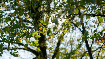  Sabaduri Forest, Tbilisi National Park, Georgia country. Autumn.