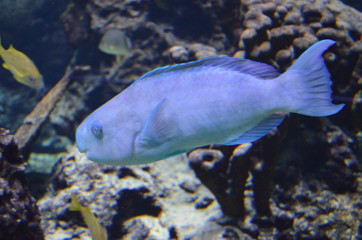 Tropical fish in aquarium, Berlin