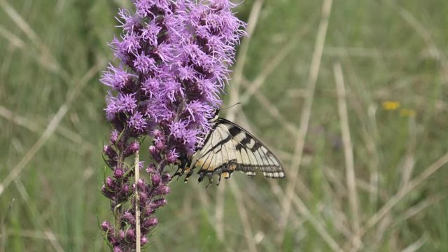 Tattered swallowtail hungrily gets its nectar from a prairie flower.
