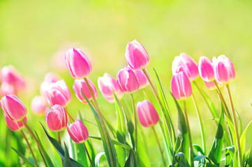 Spring blossoming tulips in garden, springtime pink flowers field background, pastel and soft floral card, selective focus, shallow DOF, toned