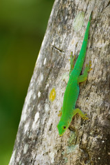 Seychelles Giant Day Gecko - Phelsuma sundbergi is diurnal species of green geckos, lives on islands of Seychelles and inhabits trees and dwellings, feeds on insects and nectar