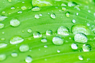 Green spring leaves with water drops close up, green foliage background
