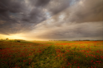 Gorgeous poppy field sunrise landscape