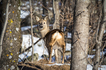 Wild roe deer in woodland in winter, italian Alps
