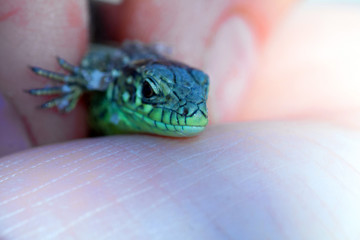 human hand holding a green lizard with a long tail