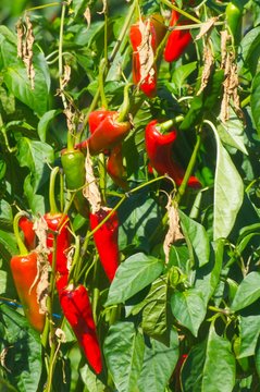 piments
