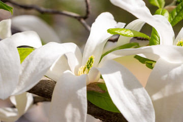 Magnolia salicifolia closeup