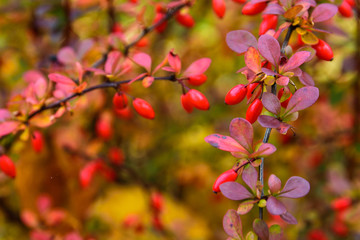 Fototapeta na wymiar The red barberry bush in the fall. Branch of the barberry plant in autumn.