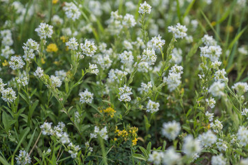 White flowers of  lobularia maritima in beautiful spring, sweet  white alyssum