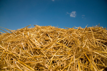 Fototapeta na wymiar Straw hay field