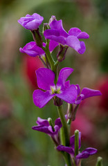 Matthiola incana, alhelí