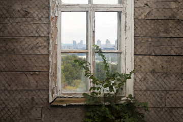 Green bush indoors against the backdrop of an old wall with an uncovered skin and a broken window overlooking the city