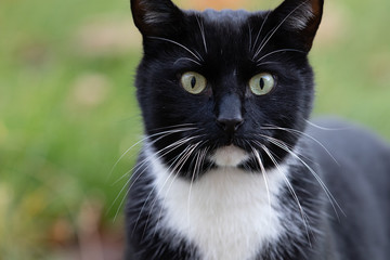 black domestic cat portrait in outdoor winter park