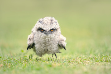 Cute, baby tawny frogmouth chick running on grass