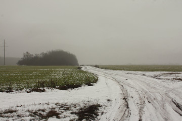 A field of sprouted green wheat covered with snow in winter.