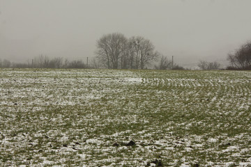 A field of sprouted green wheat covered with snow in winter.