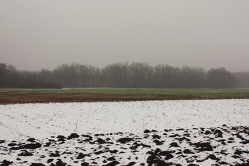 A field of sprouted green wheat covered with snow in winter.