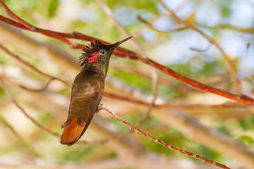 Beautiful hummingbird sits on twig