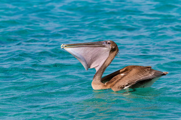 Brown pelican eating fresh fish on sea