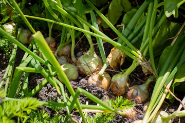 Healthy and fresh onions growing in an organic city vegetable garden in Christchurch, New Zealand