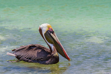 Brown pelican swimming on sea water
