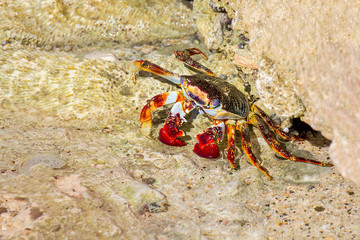 Sally Lightfood Crab on stone by the sea