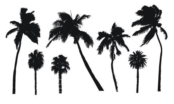 Palm Tree Vectors