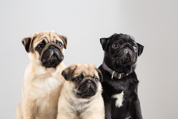 Several cute pug puppies on a light background