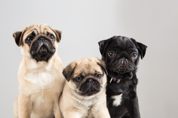 Portraits of cute pug dogs