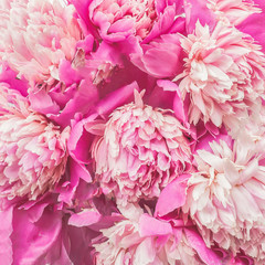 Peony flowers on white background, flat lay, top view