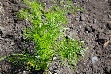 Fresh healthy young fennel growing in a vegetable garden to use as a flavouring herb and garnish in the kitchen