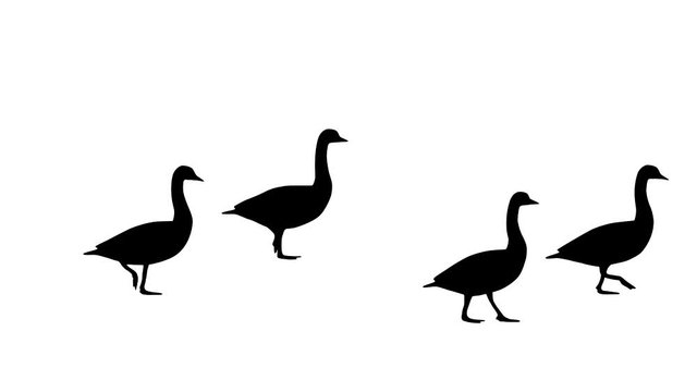 Walking geese, animation on the white background