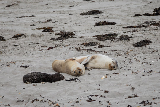 Sleeping seals on the sand beach