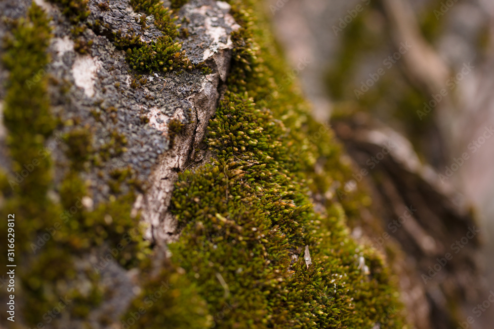 Wall mural Green moss on walnut bark closeup. Stock photo of walnut tree bark and forest green moss.