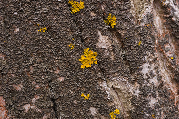 Green moss on walnut bark closeup. Stock photo of walnut tree bark and forest green moss.
