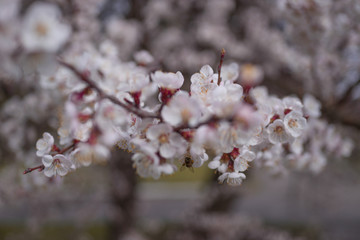 Apricot flower inflorescences on blurred background.